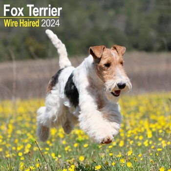 Kalenteri 2027 Wirehaired Fox Terrier