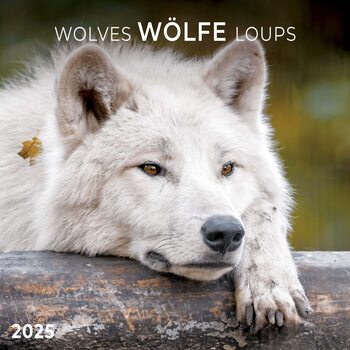 Kalenteri 2027 Wolves