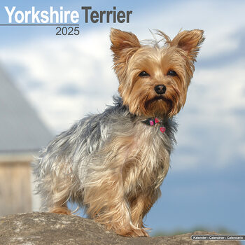 Kalenteri 2027 Yorkshire Terrier