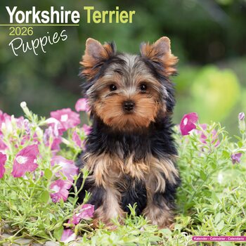 Kalenteri 2026 Yorkshire Terrier