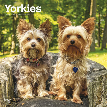 Kalenteri 2019 Yorkshirenterrieri - International Edition