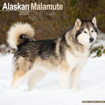 Koledar 2026 Alaskan Malamute