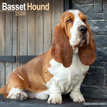 Koledar 2026 Basset Hound