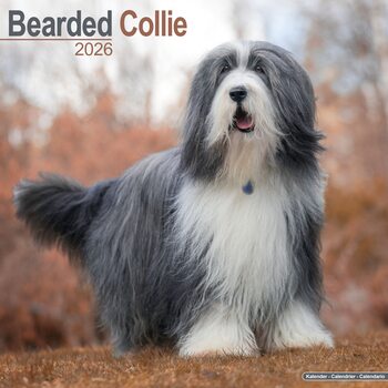 Koledar 2026 Bearded Collie