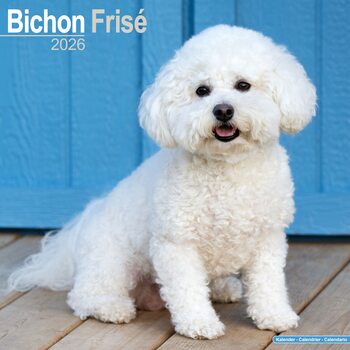 Koledar 2026 Bichon Frise