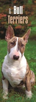 Koledar 2027 Bull Terriers