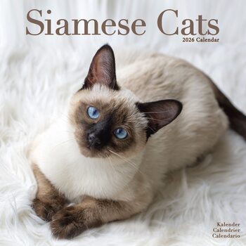 Koledar 2026 Cats - Siamese