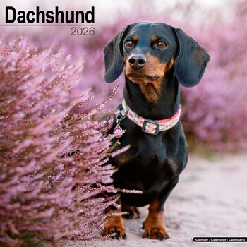 Koledar 2026 Dachshund