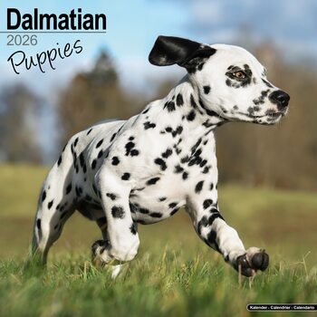 Koledar 2026 Dalmatian