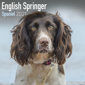 Koledar 2027 Eng Springer Spaniel