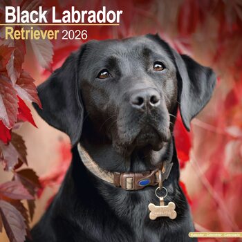 Koledar 2026 Labrador Retriever - Black