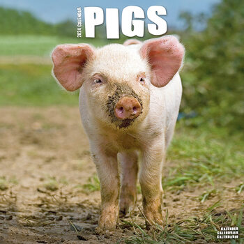 Koledar 2027 Pigs