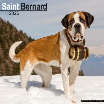 Koledar 2026 Saint Bernard