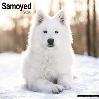 Koledar 2026 Samoyed