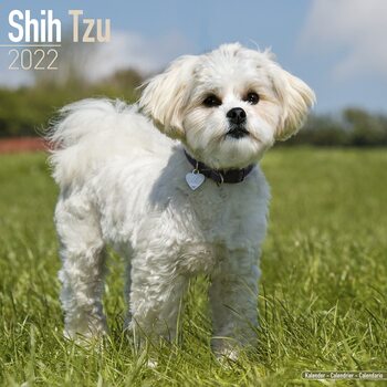 Koledar 2027 Shih Tzu