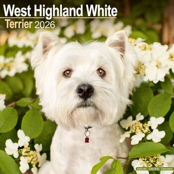 Koledar 2026 West Highland Terrier