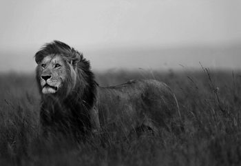 Black And White Lion Valokuvatapetti