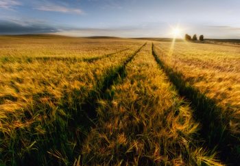 Countryside Valokuvatapetti