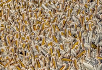 Crowded Valokuvatapetti