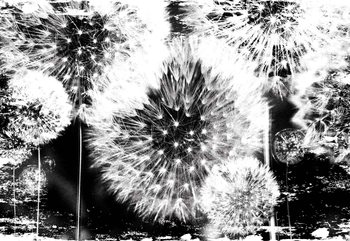 Dandelion Black White Valokuvatapetti