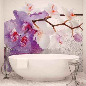 Kuvatapetti, TapettijulisteFlowers Orchids Nature Drops