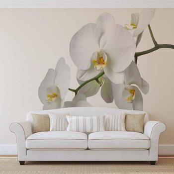Kuvatapetti, TapettijulisteFlowers Orchids Nature White