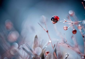 High Diving Valokuvatapetti