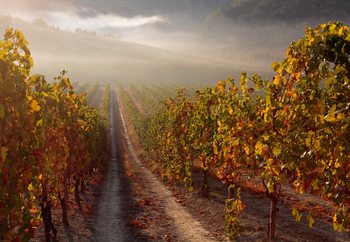 Nebbio Valokuvatapetti