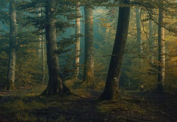 October Colors Valokuvatapetti