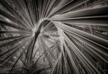 Palm Tree Leave Valokuvatapetti