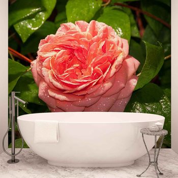 Pink Rose Valokuvatapetti