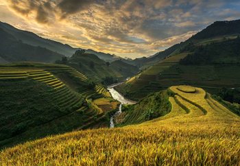 Rice Terrace In Vietnam Valokuvatapetti