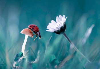 The Story Of The Lady Bug Valokuvatapetti