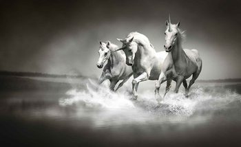 Unicorns Horses Black White Valokuvatapetti