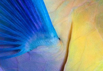 Wings Valokuvatapetti