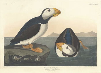Slika na platnu Large-billed Puffin, 1836