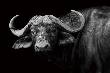 Lasitaulu Bison - Black and White