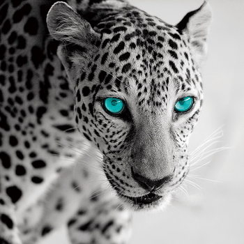 Lasitaulu Leopard b&w