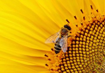 Lasitaulu The Visitor