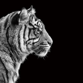 Lasitaulu Tiger - Head b&w
