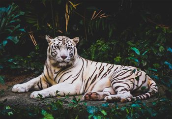 Lasitaulu White Tiger