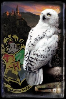 Bilde på lerret Harry Potter - Hedwig