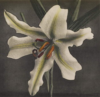 Принти на полотні Lily, 1896