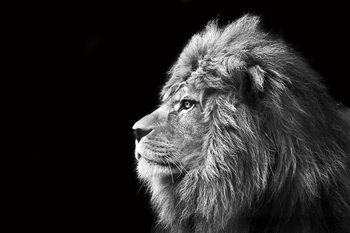 Γυάλινη τέχνη Lion - Black and White