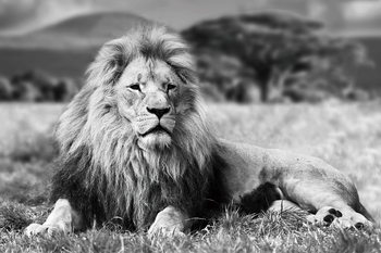 Γυάλινη τέχνη Lion - Lying b&w