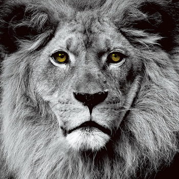 Γυάλινη τέχνη Lion - Pride b&w