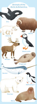 Ilustração Animals of the Antartic