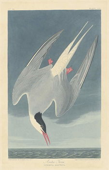Fine Art Print Arctic Tern, 1835