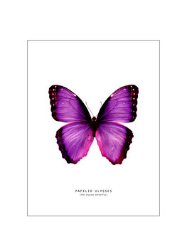 Illustration butterfly 2