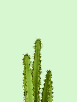 Illustration cactus 8